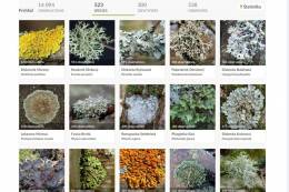 International Day for Biological Diversity: Lichens...